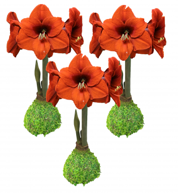 Festive Fall Waxed Amaryllis Bulb Trio-Includes 3 Moss Orange Sovereign Amaryllis Moss Waxed Bulbs!!